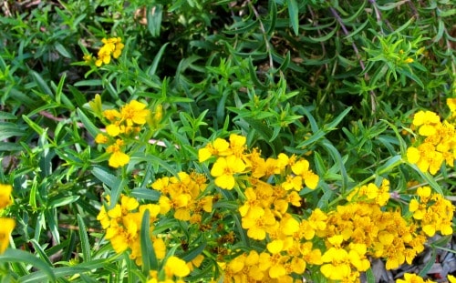 tarragon plant flowering