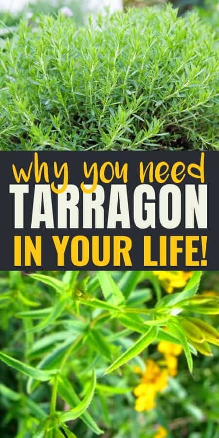 Herbs: Tarragon is a top culinary herb but it also has medicinal uses as well. Did you know it can be used to ease toothaches and fight anxiety? Tarragon is a wonderful herbal remedy for sleep, anxiety, and reproductive health. 