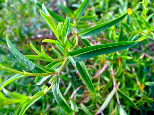 Tarragon is a top culinary herb. Did you know it can be used to ease toothaches and fight anxiety? Read on to find out all the benefits of tarragon