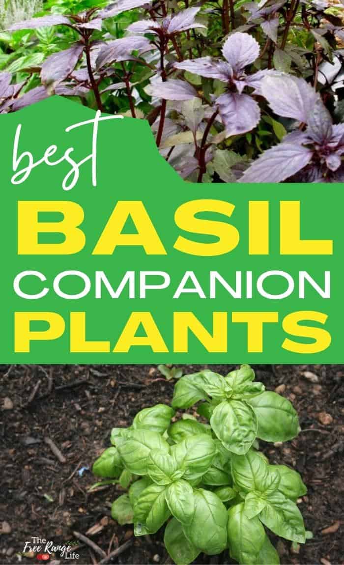 best basil companion plants with images of basil plants in garden