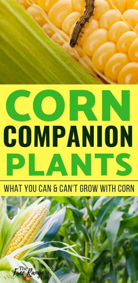 Companion Planting: Learn which crops are the best corn companion plants to improve the growth and flavor in your corn as well as deter pests