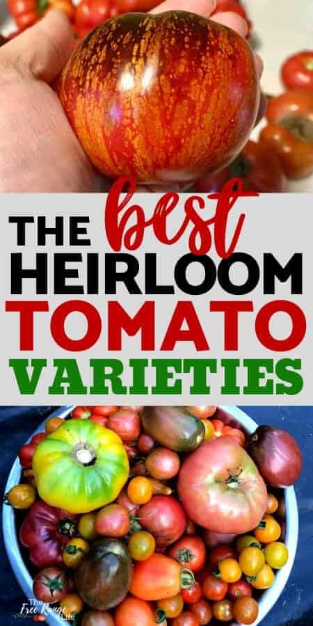best heirloom tomato varieties over pictures of striped tomato and basket of a variety of tomatoes