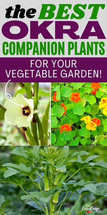 Image of Nasturtiums and okra companion plants