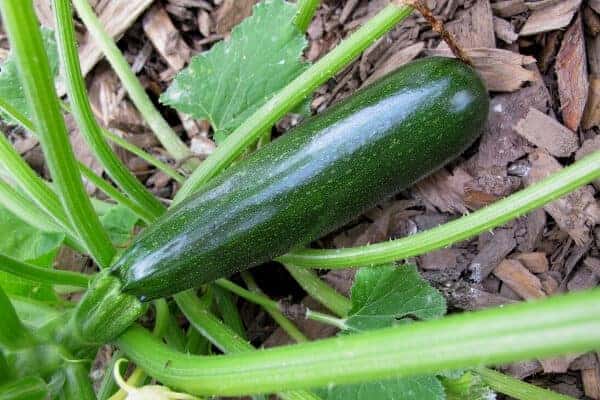 black beauty zucchini