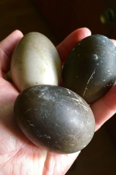 black cayuga duck eggs