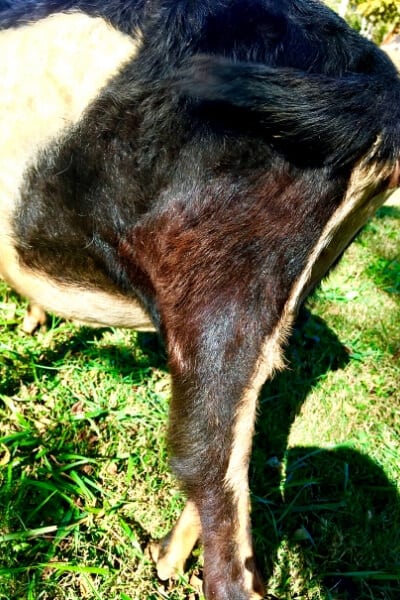 black goat with rust colored hair depicting copper deficiency