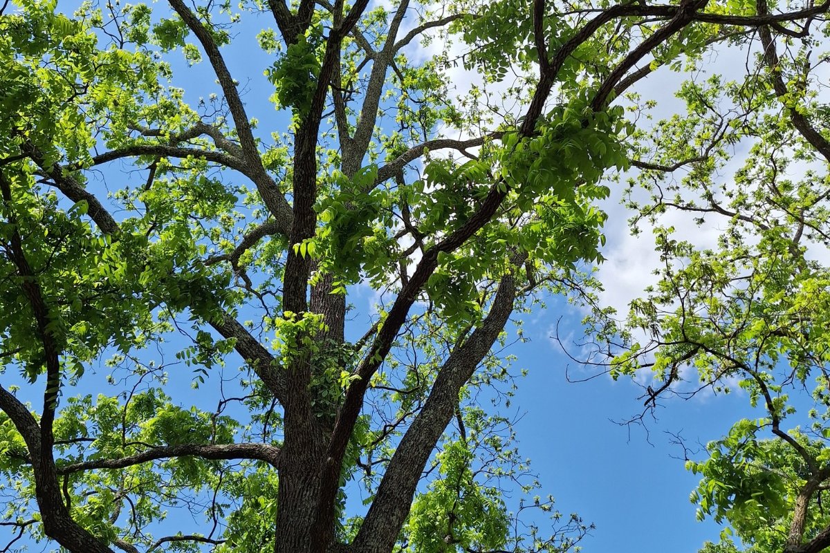 do not compost: black walnut tree