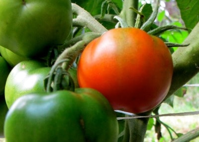 bloody butcher early tomato - نشاء گوجه فرنگی زودرس چیست