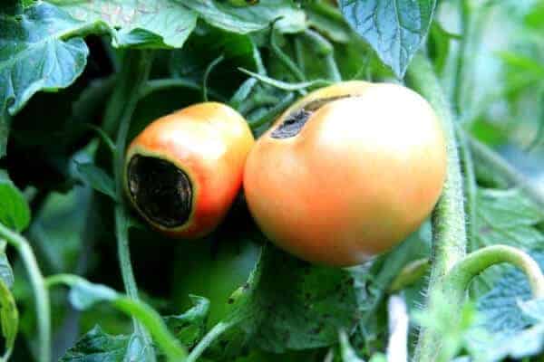 2 tomatoes with blossom end rot due to calcium deficiency in the soil