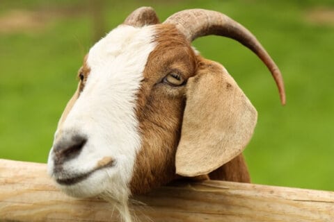 The Ultimate List of Goat Breeds for Your Farm - The Free Range Life