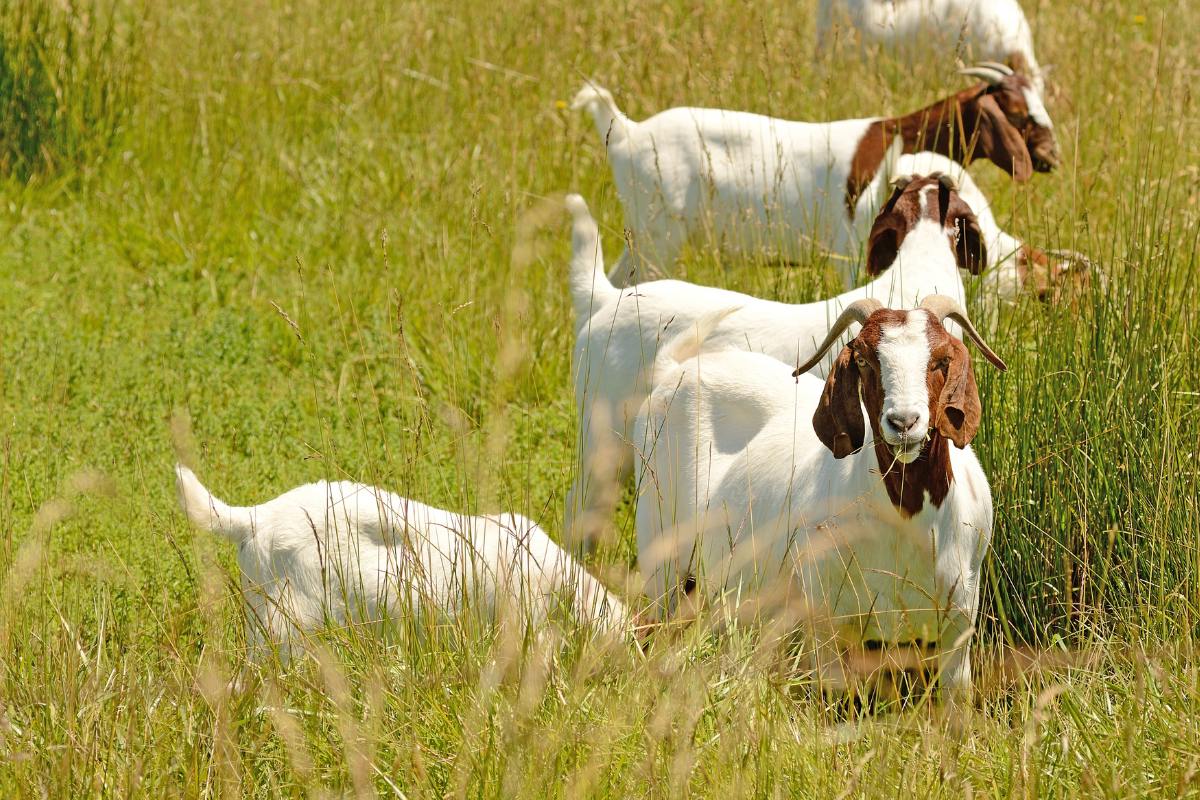 boer goats grazing