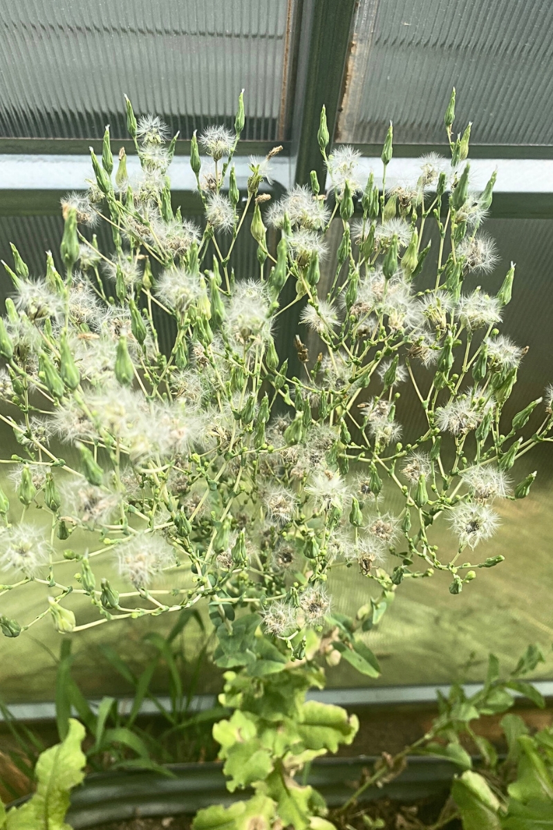 bolted lettuce with fluffy seed heads