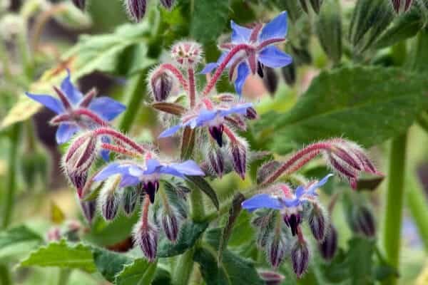 close up of purple borage flowers 