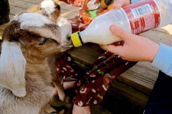 boy bottle feeding a goat kid