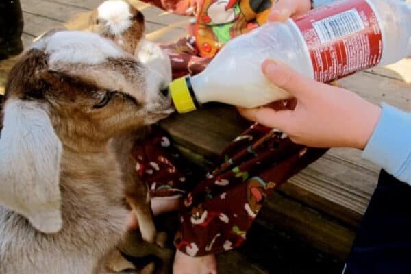 Bottle feeding baby store goats milk replacer