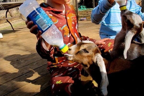 2 goat kids being bottle fed