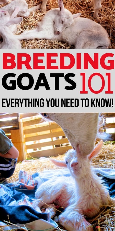 The Ultimate Guide To Breeding Goats 