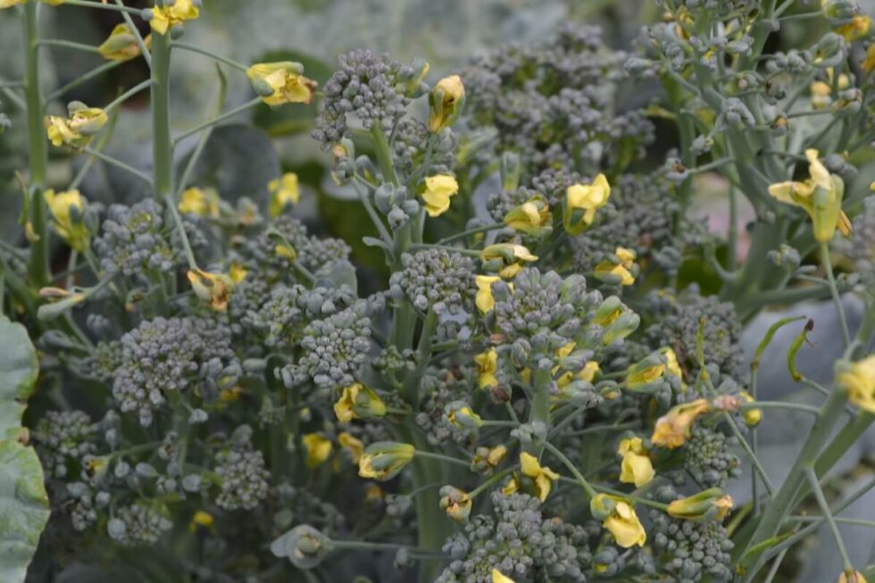 Broccoli Plant Growing Stages (with Pictures!)