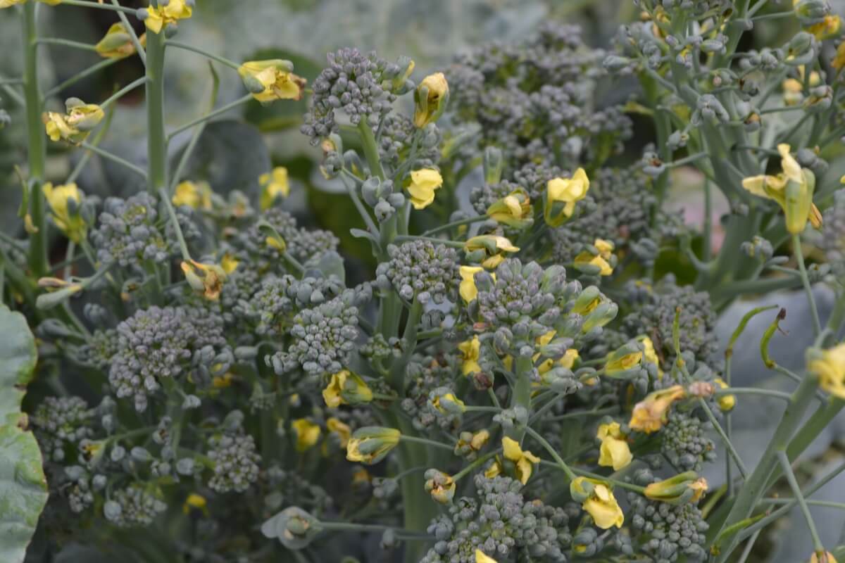 broccoli plant flowering stage