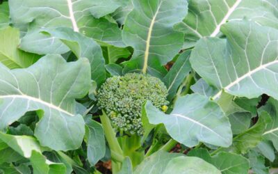 Broccoli Plant Growing Stages (with Pictures!)