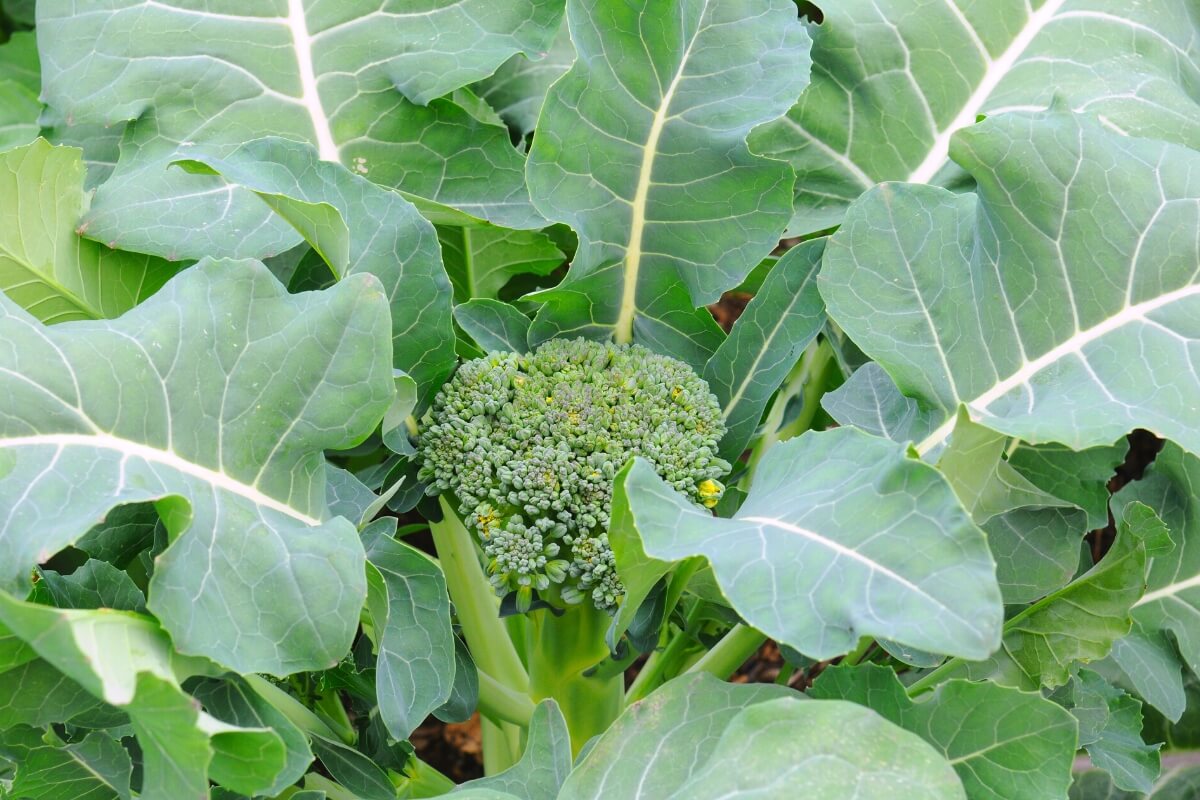 Broccoli Plant in Vegetative Stage