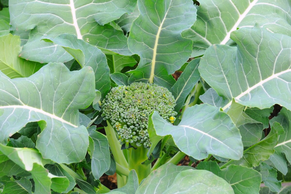 broccoli plant in Vegetative Stage