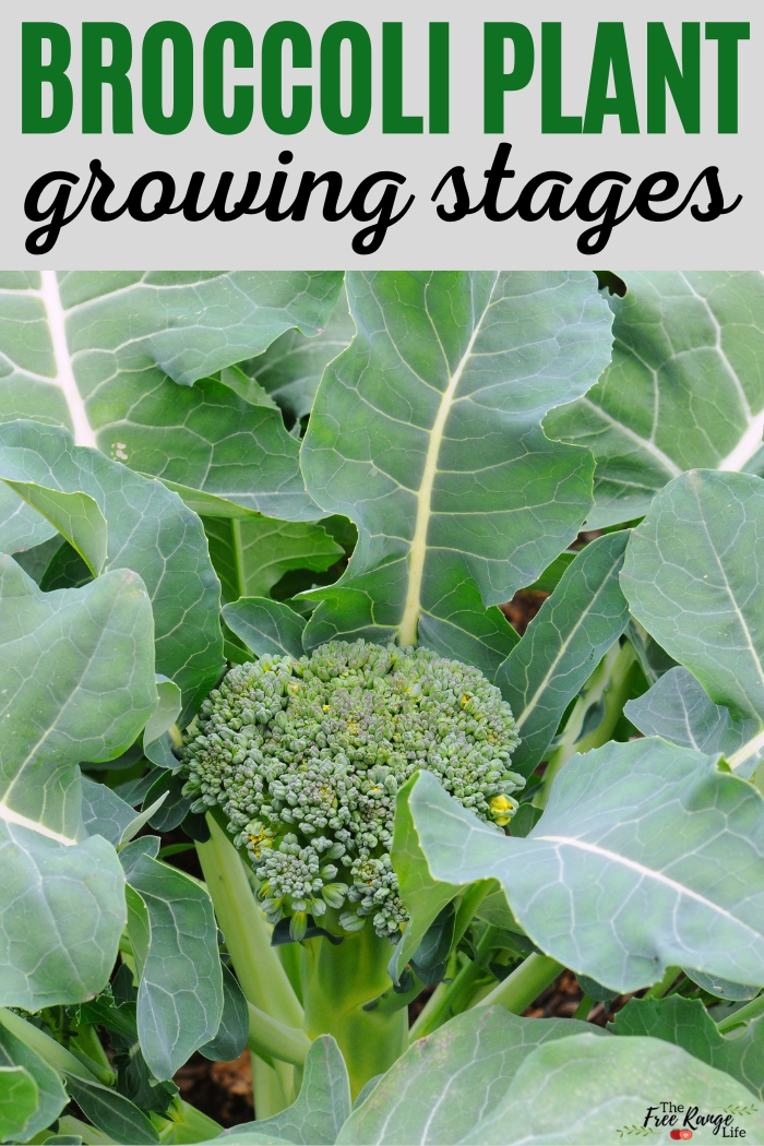 Broccoli Stages Of Growth Broccoli Growing Stages In 4 Easy Stages 