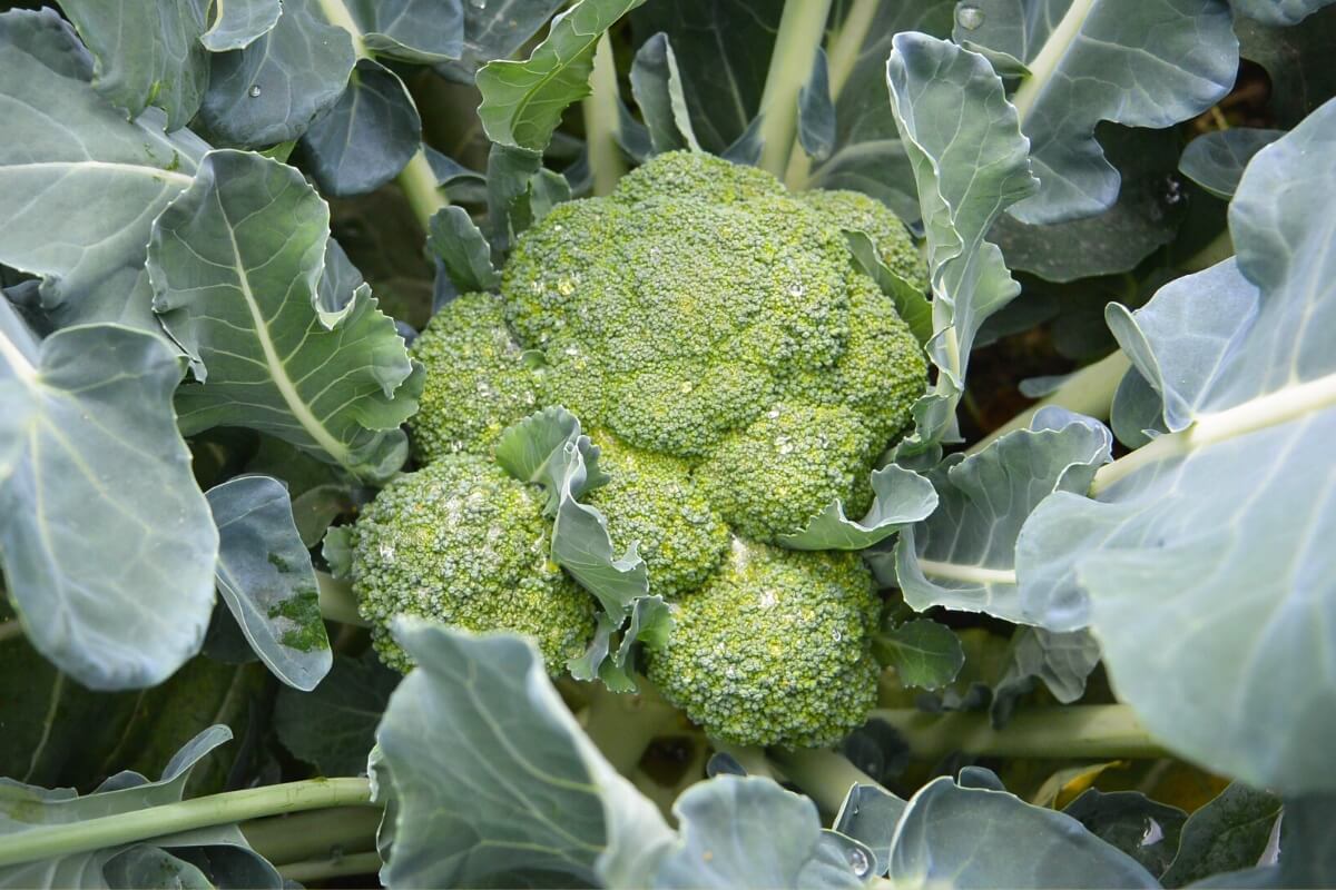 broccoli plant with large head