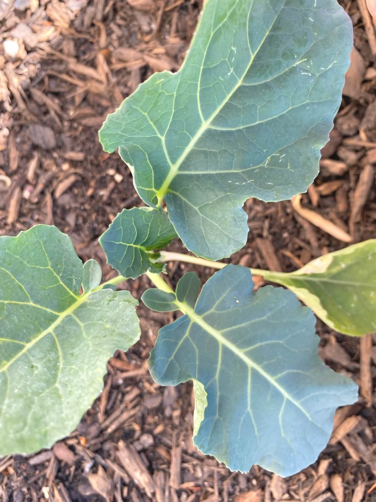 Broccoli Seedling Planted in the Garden