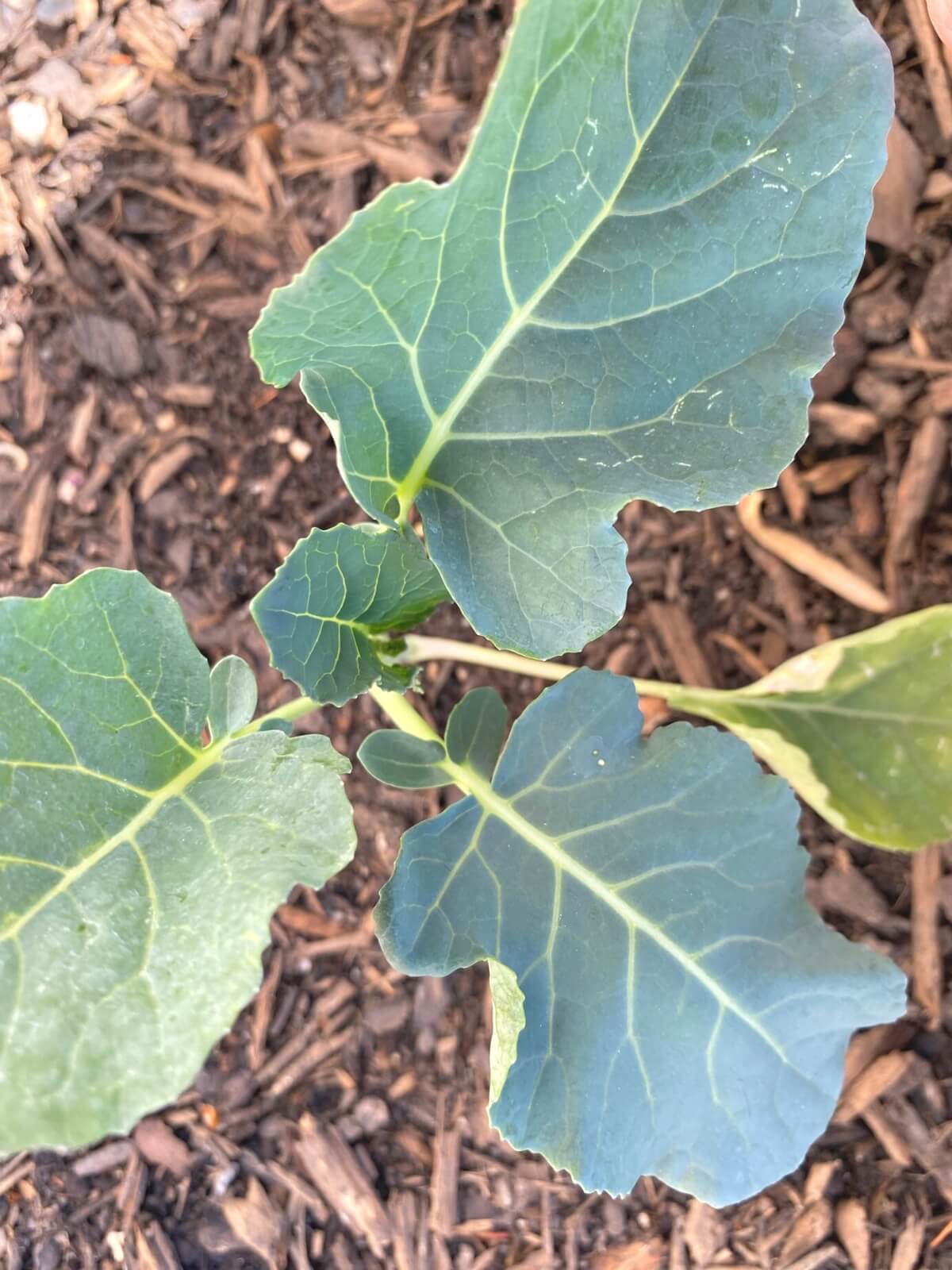 broccoli seedling planted in the garden