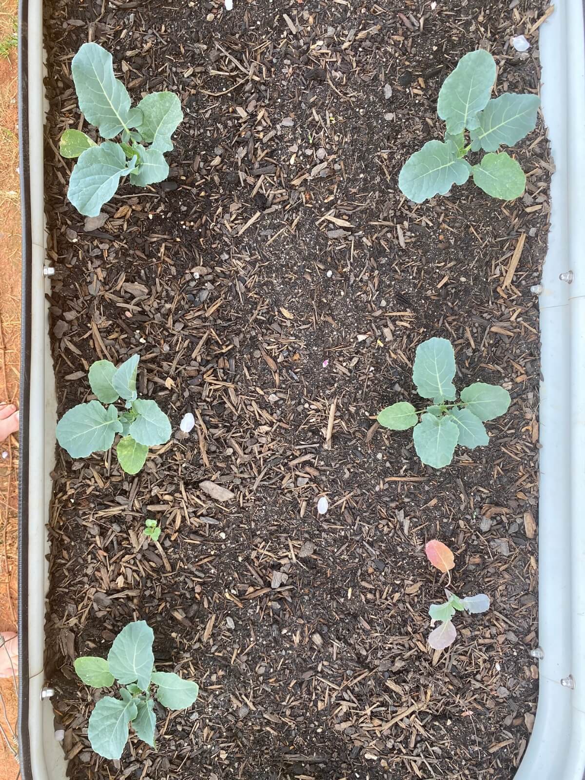 broccoli seedlings in bed (1)