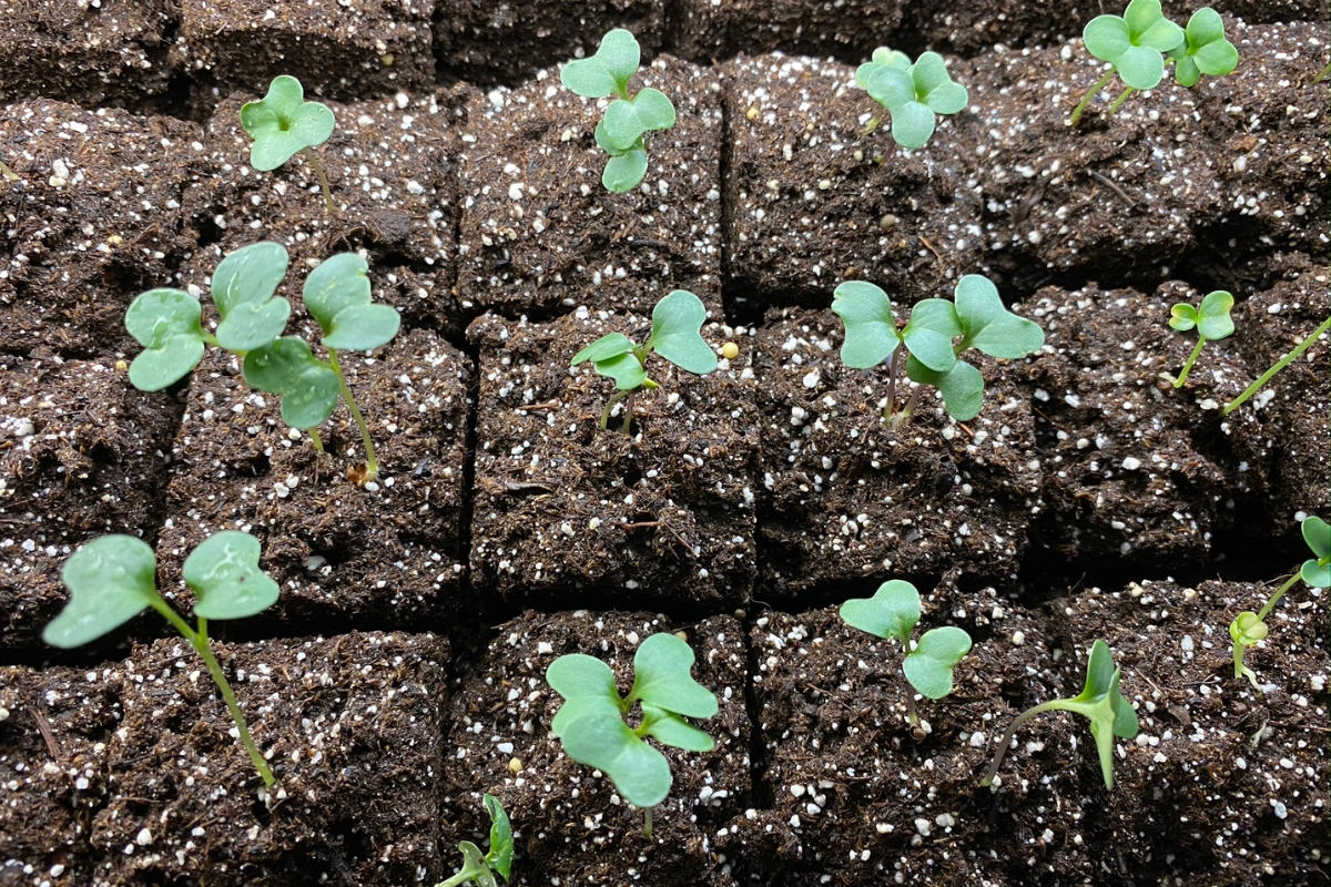 broccoli seedlings in soil blocks