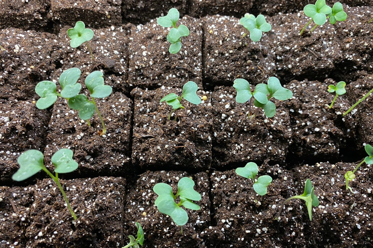 broccoli sprouts garden