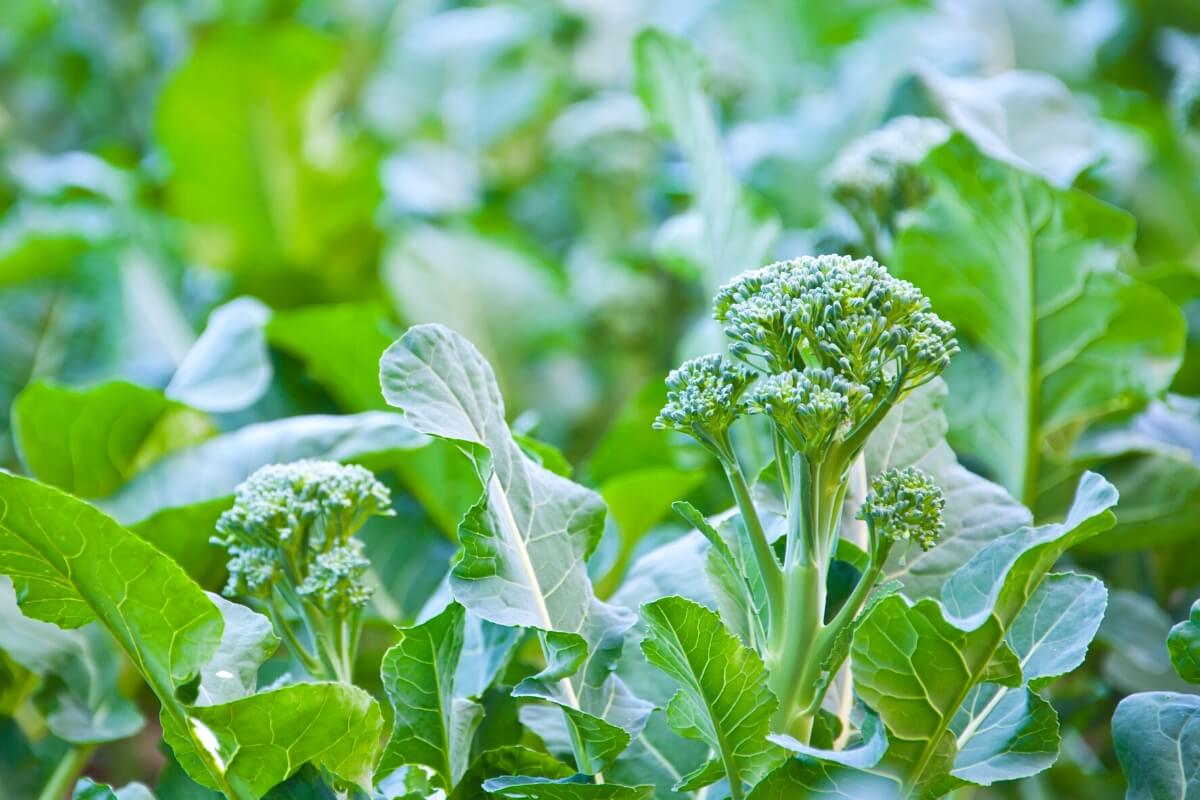 broccoli side shoots stage