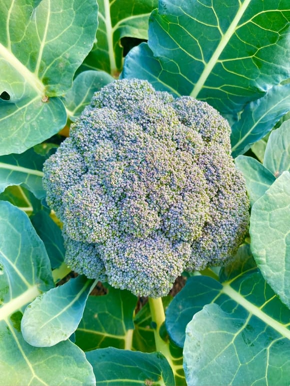 close up of broccoli plant in garden