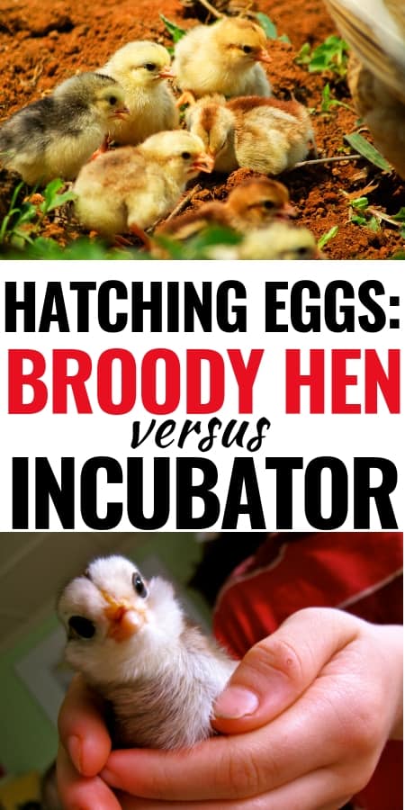 Backyard Chickens: Which is better broody hen or incubator? Get all the details so you can choose which option is best for you.