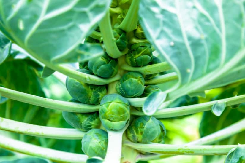 close up of Brussels sprouts plant with sprouts almost ready to harvest