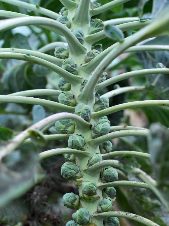 close up of brussels sprouts plant in garden full of sprouts