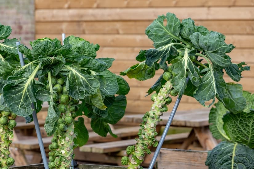 close up of 2 Brussels sprouts plants growing in urban garden with metal stakes