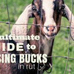 How To Bottle Feed A Goat - The Free Range Life