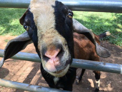 Bucks are an important part of your goat herd. Learn more about what happens to them as they go through rut during the breeding season.