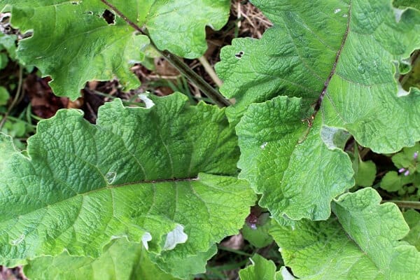 burdock leaves