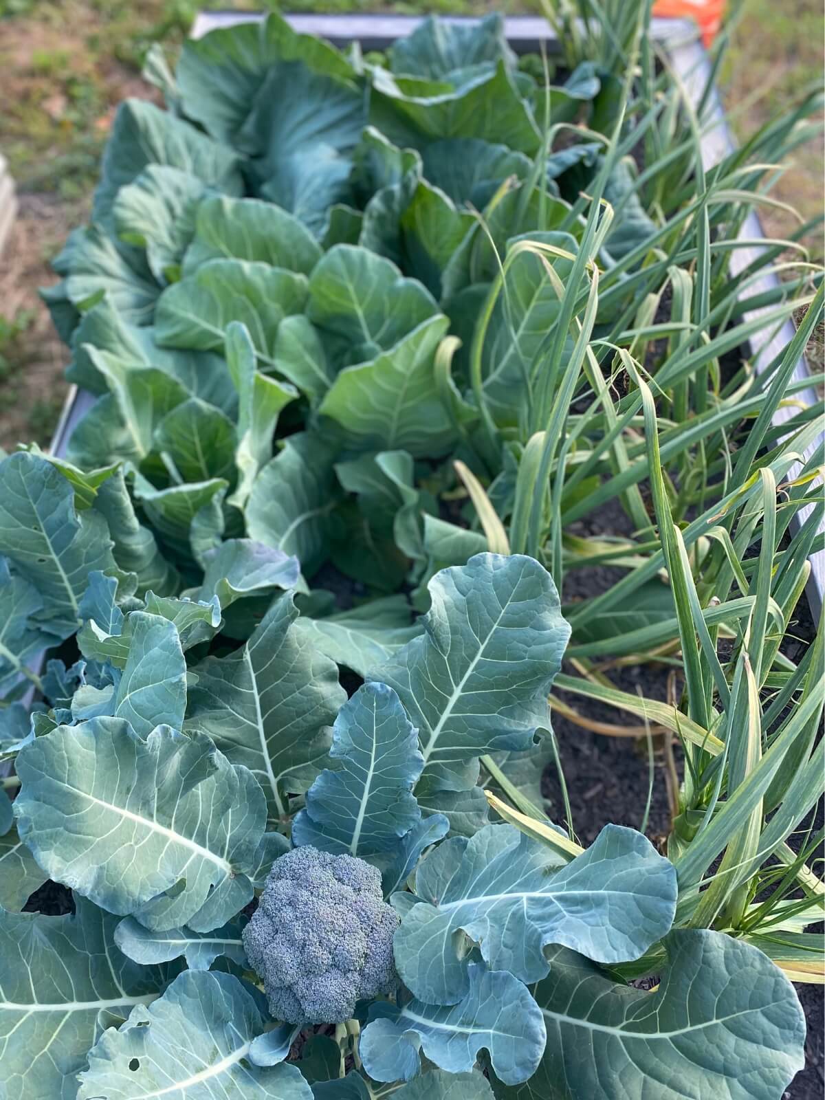 cabbage companion planted with broccoli and garlic