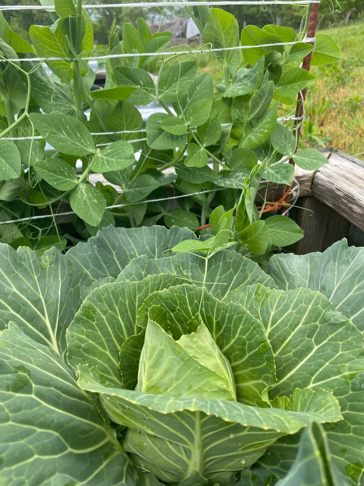 peas as a cabbage companion plant