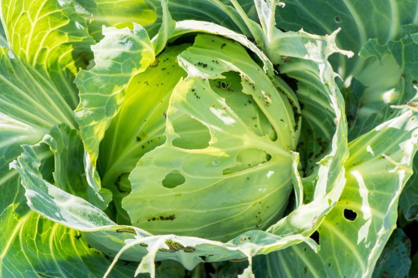cabbage covered in pest damage by caterpillars