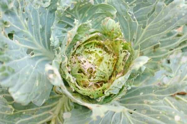 cabbage filled with holes eaten by pests