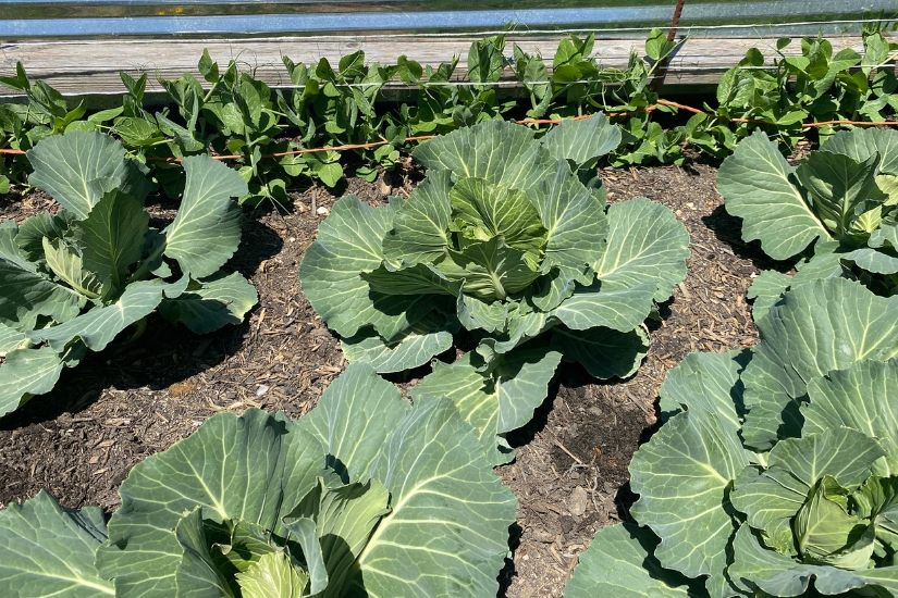 cabbages in growing garden