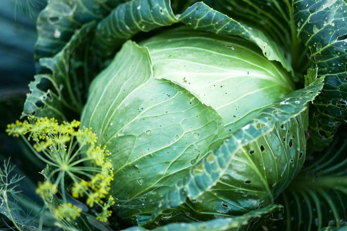 cabbage with dill 