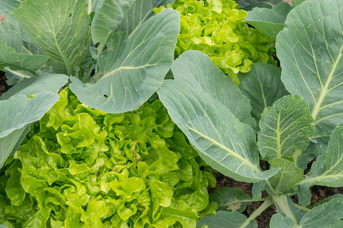 young cabbage growing with lettuce
