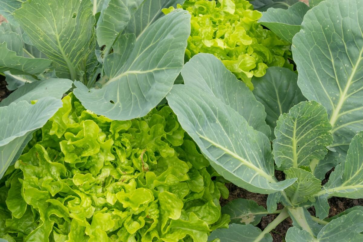 Best Cabbage Companion Plants in the Vegetable Garden